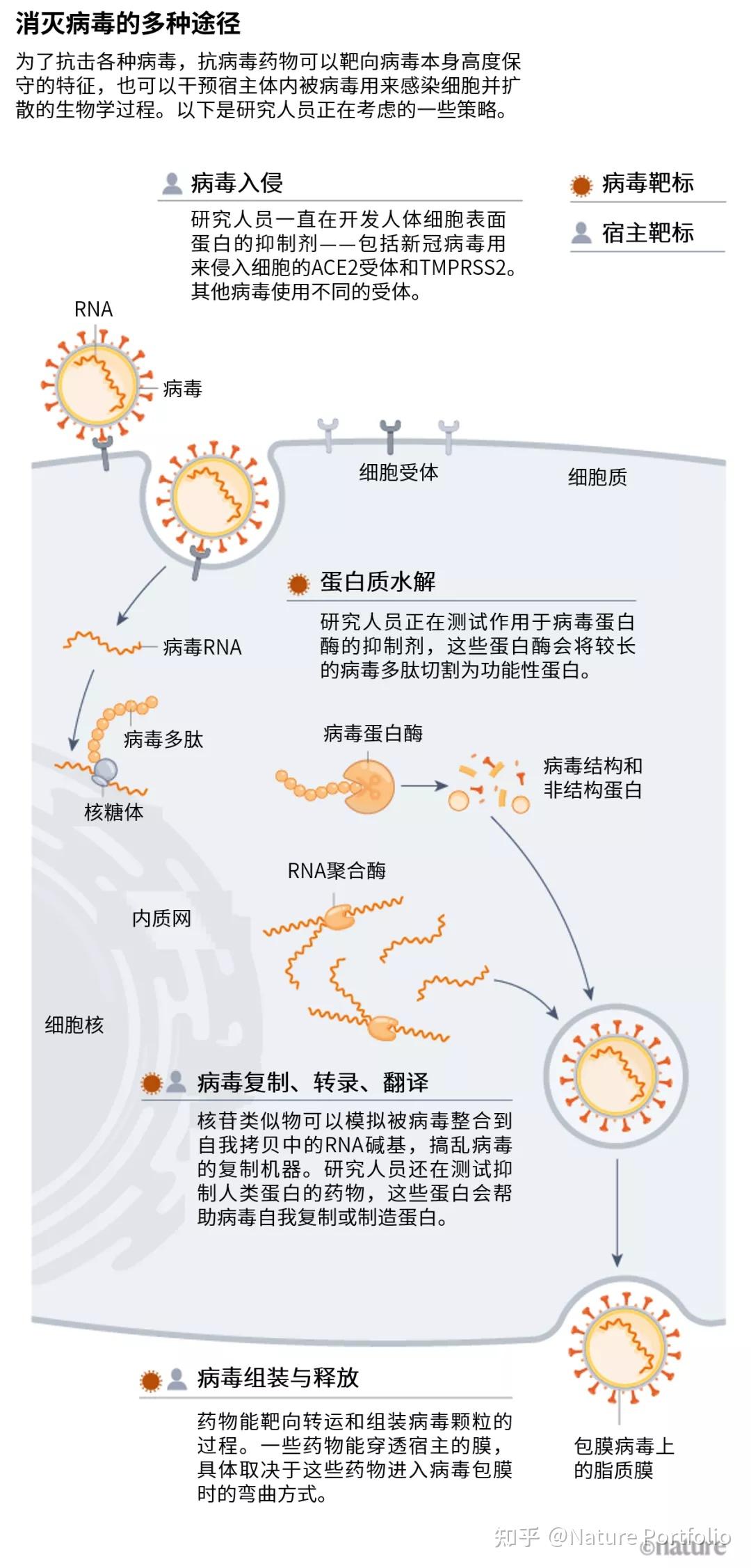 全南病毒最新研究动态与防控策略