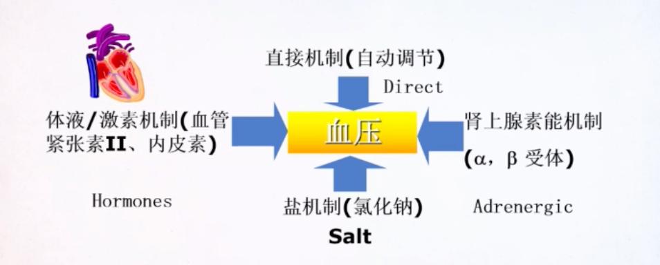 血压的最新研究，从监测到治疗的全面革新