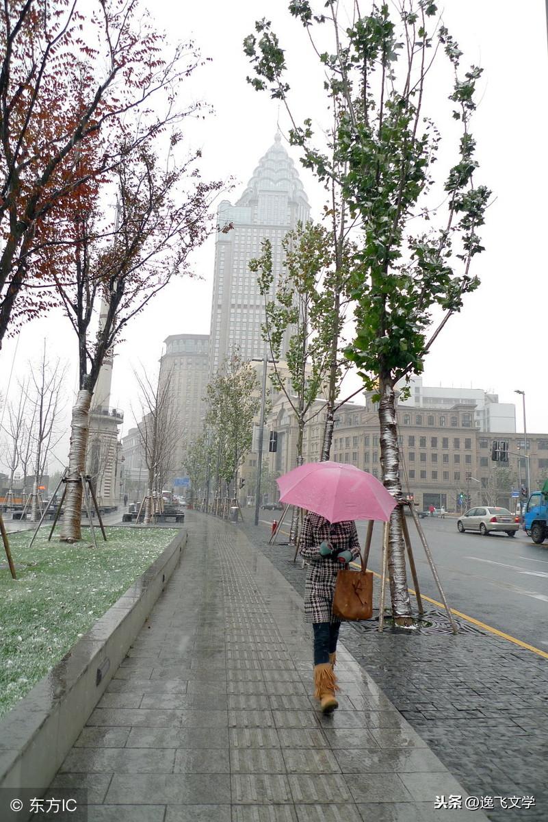 梅花图片最新，探索梅花之美与文化的深度交融