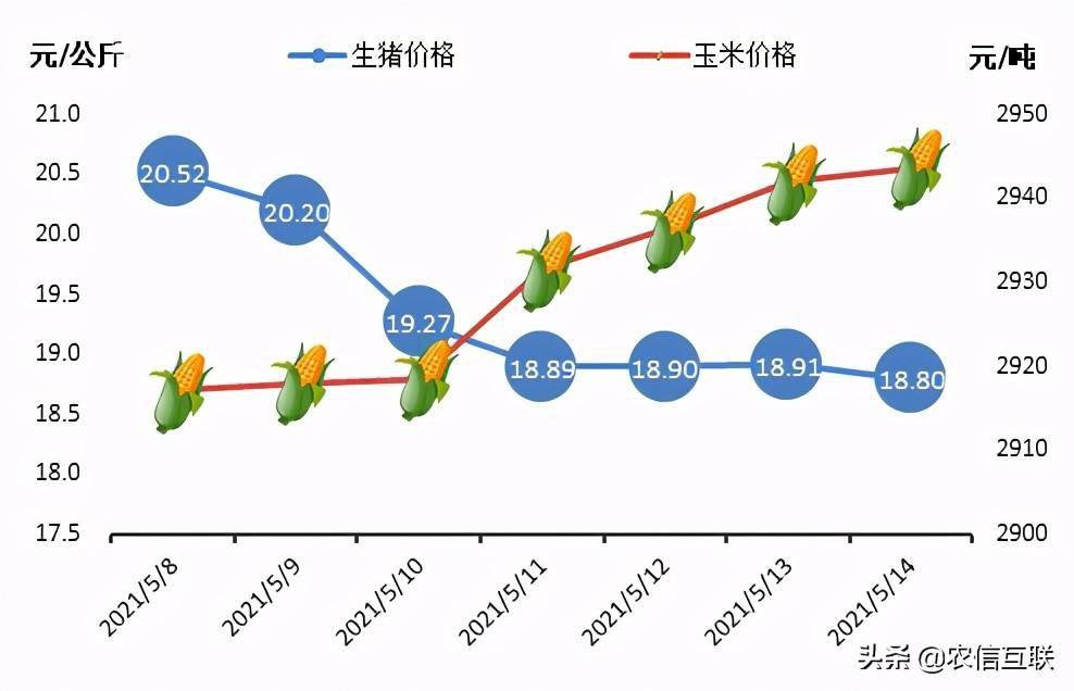 古丈最新肉价，市场波动与消费趋势分析