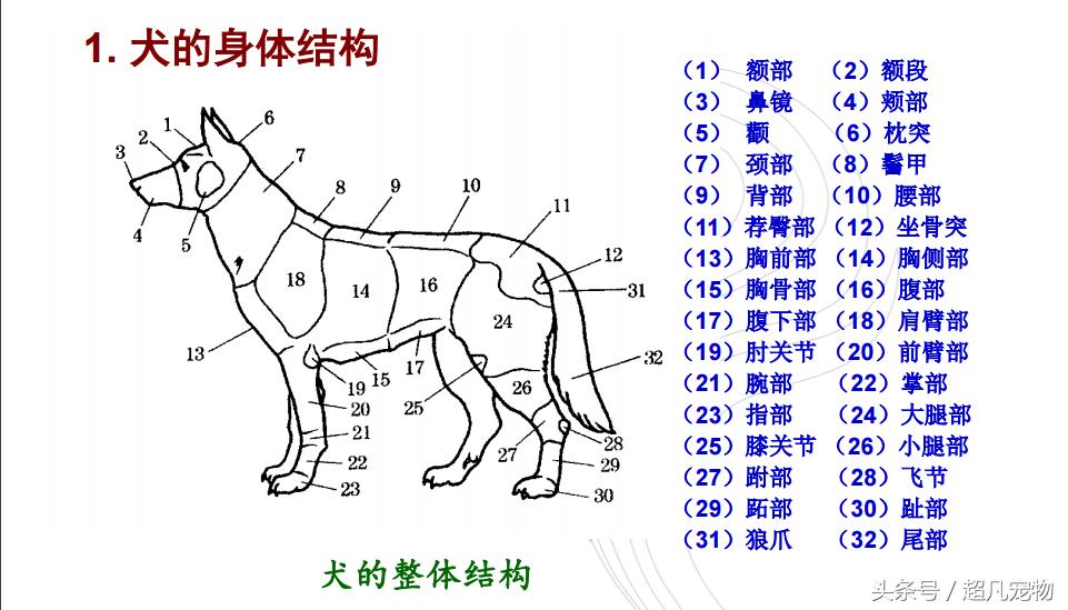 最新土猎狗，传统与现代的完美融合