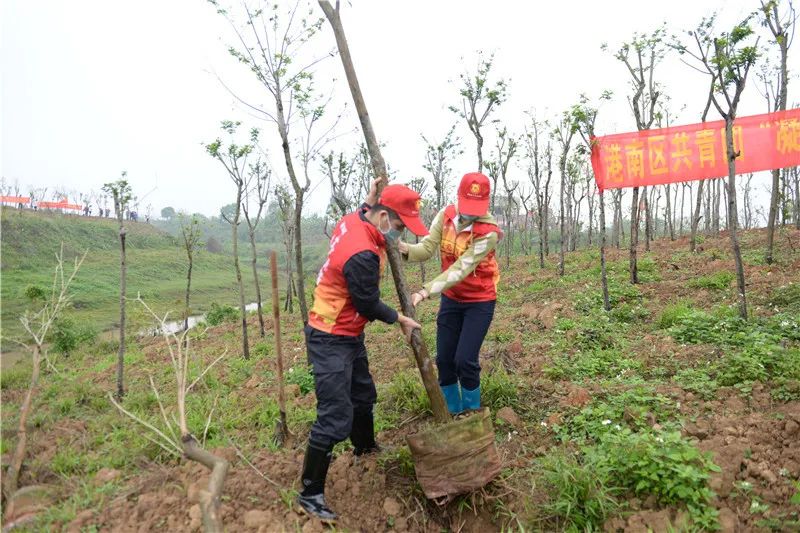 最新义务植树，绿色行动中的公民责任与生态愿景